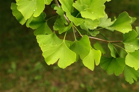 Účinky Ginkgo Biloba