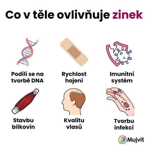 Úlohy zinku v tele