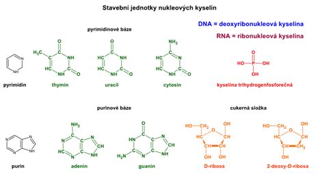 Štruktúra kyseliny askorbovej