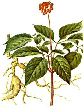 Ženšen pravý (Panax ginseng)
