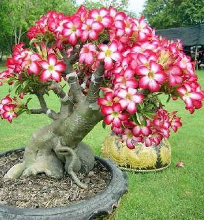 Adenium obesum - Púštna ruža