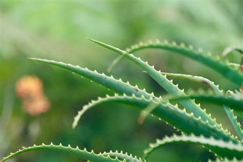 Aloe Vera účinky