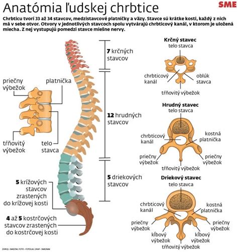 Anatómia chrbtice