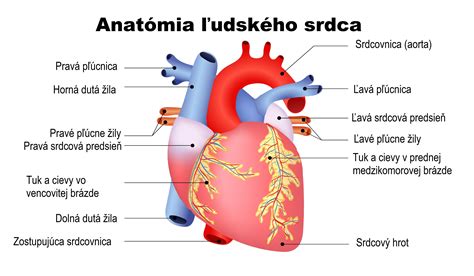Anatómia srdca