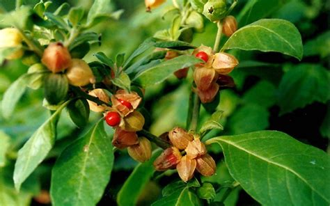 Ashwagandha rastlina
