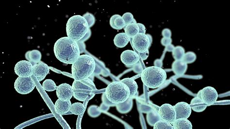 Candida albicans