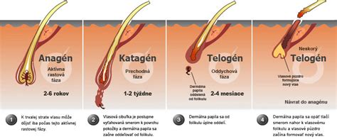 Cyklus rastu obočia