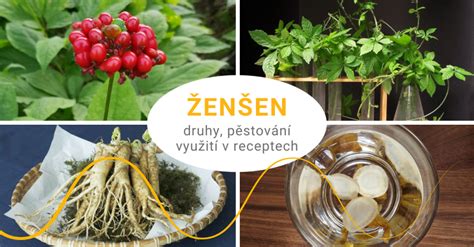 Druhy ženšenu