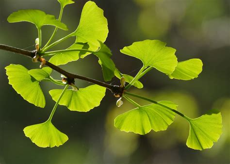 Ginkgo Biloba Listy