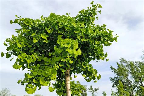 Ginkgo Biloba strom