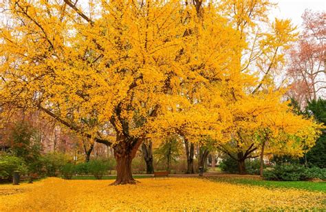 Ginko Biloba Enebire