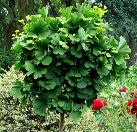 Ginko biloba Mariken