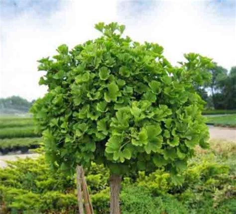 Ginko dvojlaločné