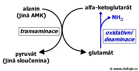 Glutamín alfa-ketoglutarát