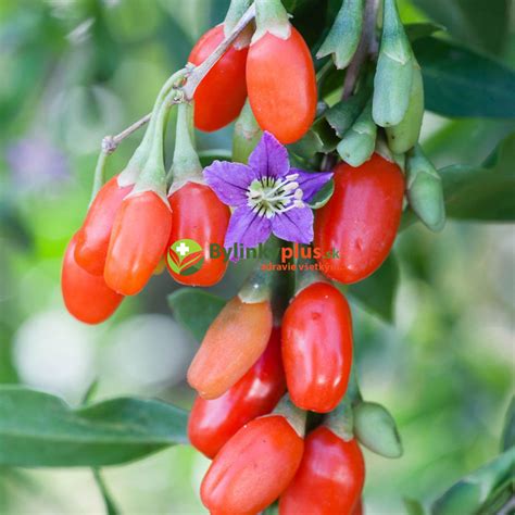 Goji (Kustovnica čínska)