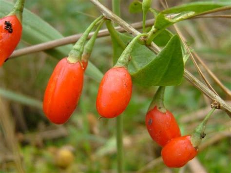 Goji (Lycium chinense) fruits