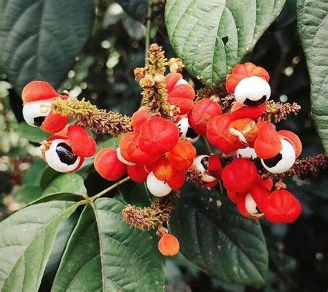 Guarana Paullinia cupana