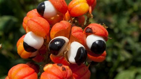 Guarana plant
