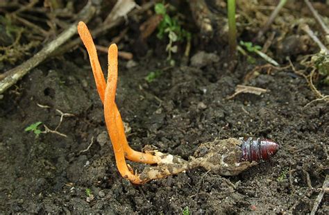 Huba Cordyceps