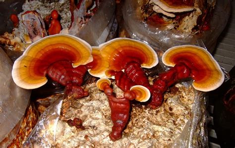 Huba Reishi