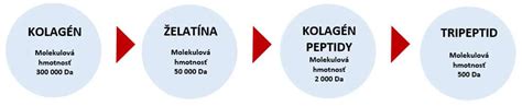 Hydrolyzovaný kolagén vs. kolagénové peptidy
