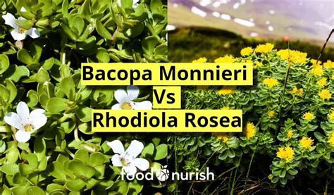 Infografika účinkov Rhodioly Rosea