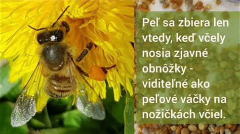 Infografika benefitov včelieho peľu