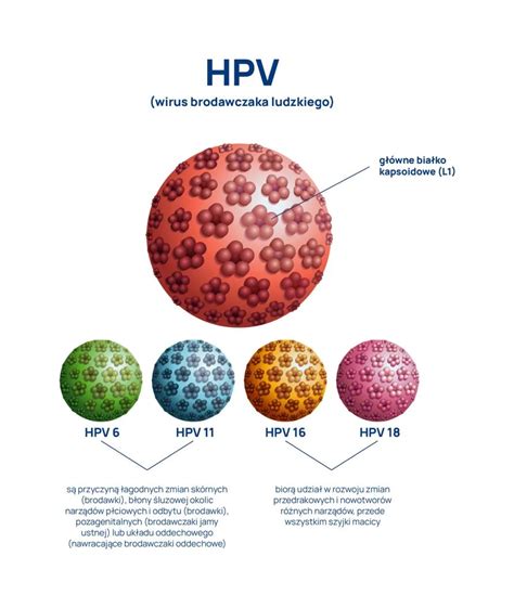 Infografika o HPV