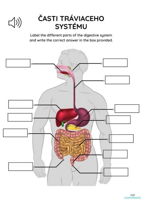 Infografika tráviaceho systému