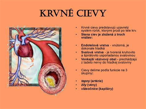 Infografika znázorňujúca krvné cievy a ich funkcie