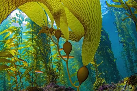 Kelp