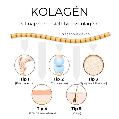 Kolagén typy