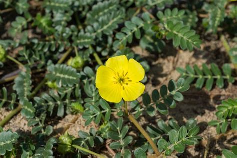 Kotvičník zemný (Tribulus Terrestris)