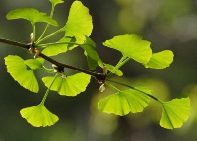 Listy Ginkgo Biloba