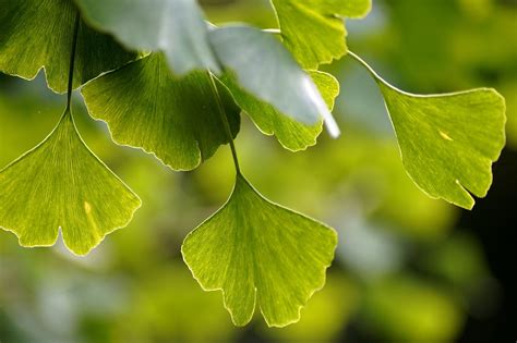 Listy Ginko Biloba