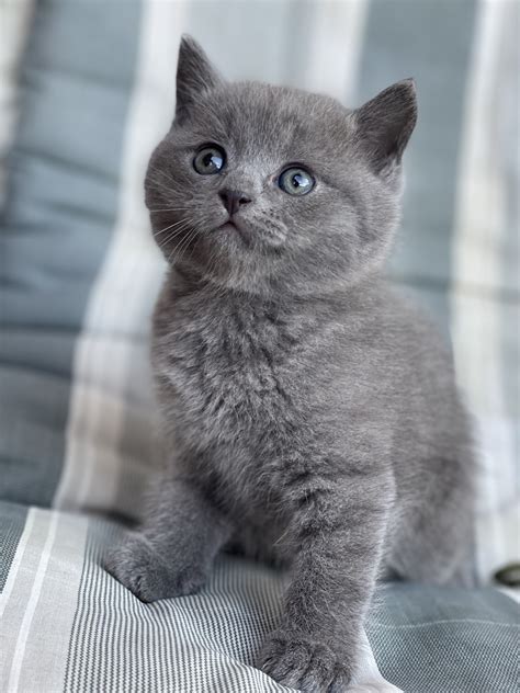 Mačka s vitamínovými doplnkami