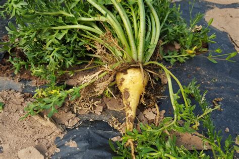 Maca Plant