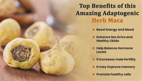 Maca Root Benefits