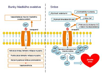 Mechanizmus účinku saponínov