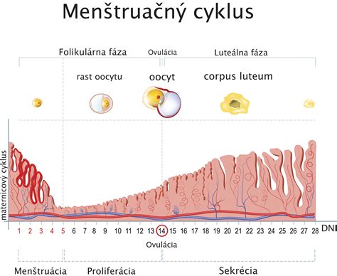 Menštruačný cyklus