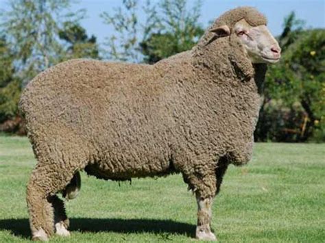 Merino ovca