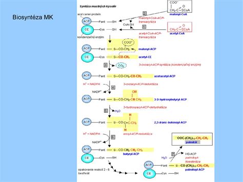Metabolizmus kyseliny listovej