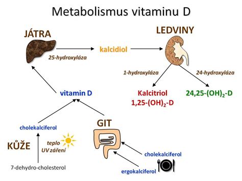 Metabolizmus vitamínu D