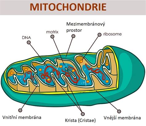 Mitochondrie a glykolýza