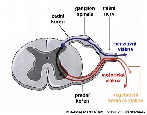 Nerv a myelínový obal