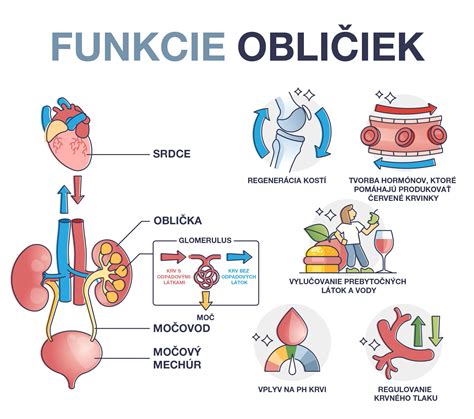 Obličky a ich funkcie