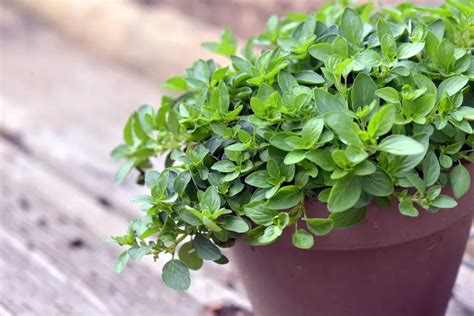 Oregano