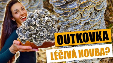 Outkovka pestrá (Coriolus versicolor)