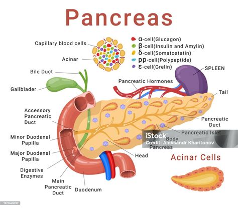Pankreas
