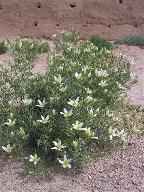 Peganum harmala